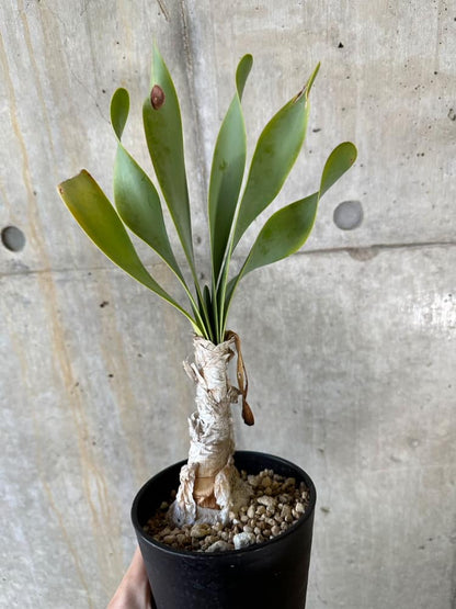 【現品限り】キルタンサス・オブリクス【B85】 Cyrtanthus obliques