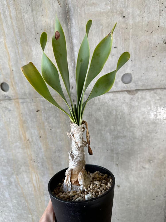 【現品限り】キルタンサス・オブリクス【B85】 Cyrtanthus obliques