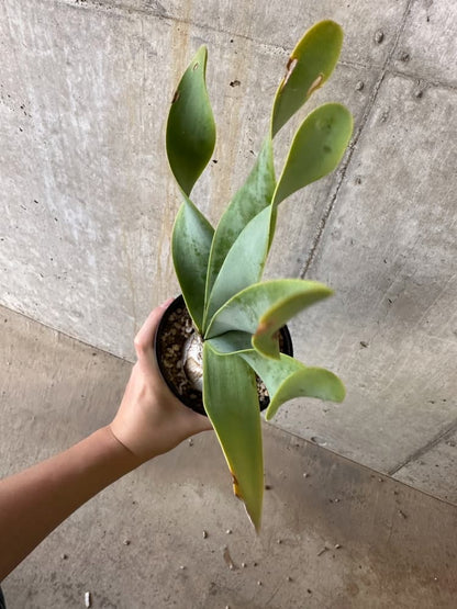 【現品限り】キルタンサス・オブリクス【B85】 Cyrtanthus obliques