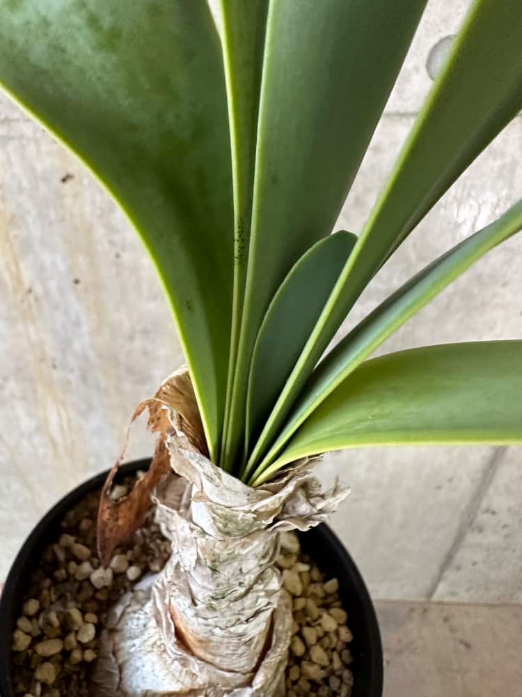 現品限り】キルタンサス・オブリクス【B85】 Cyrtanthus obliques 塊根