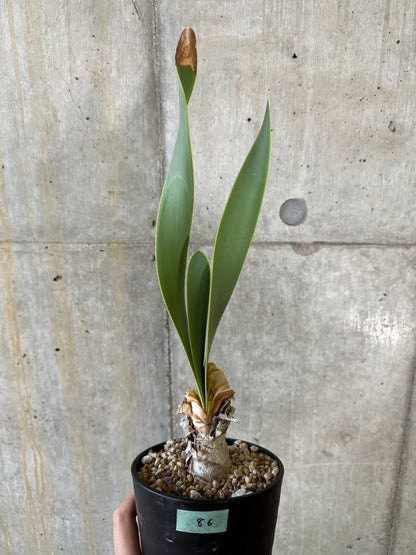【現品限り】キルタンサス・オブリクス【B86】 Cyrtanthus obliques