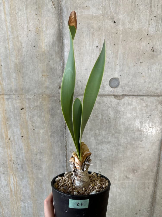 【現品限り】キルタンサス・オブリクス【B86】 Cyrtanthus obliques