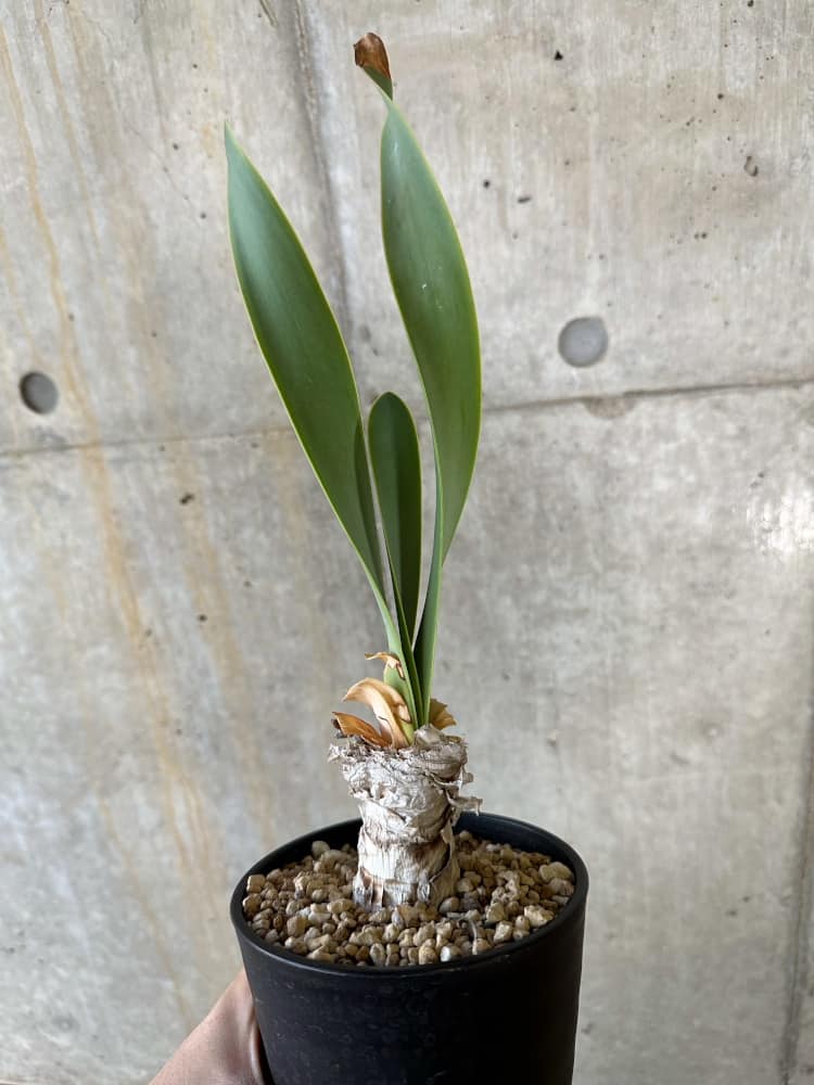 【現品限り】キルタンサス・オブリクス【B86】 Cyrtanthus obliques