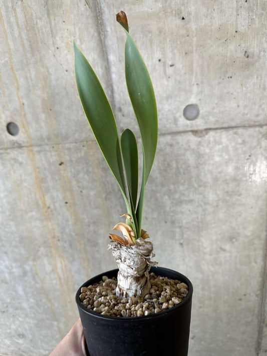【現品限り】キルタンサス・オブリクス【B86】 Cyrtanthus obliques