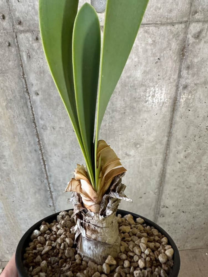 【現品限り】キルタンサス・オブリクス【B86】 Cyrtanthus obliques