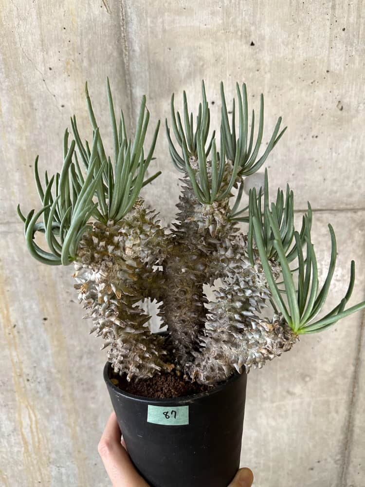 【現品限り】チレコドン・ワリチー 発根済み【B87】 Tylecodon wallichii