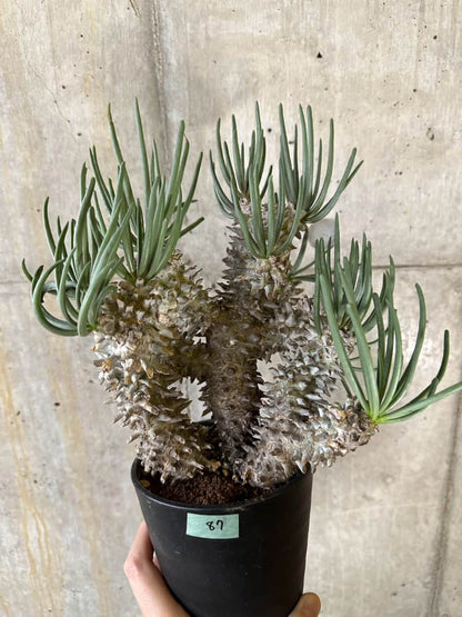 【現品限り】チレコドン・ワリチー 発根済み【B87】 Tylecodon wallichii