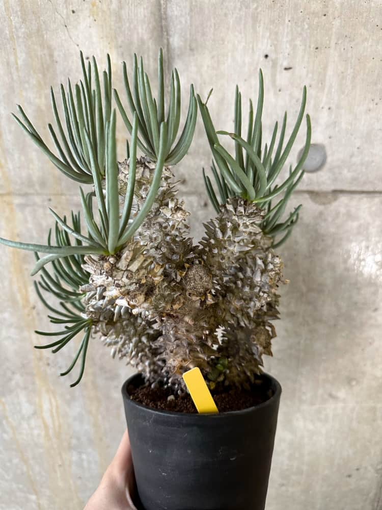 【現品限り】チレコドン・ワリチー 発根済み【B87】 Tylecodon wallichii