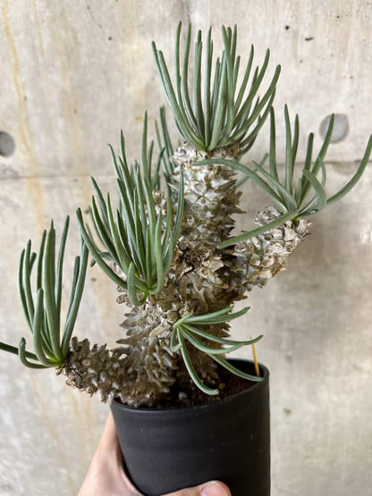 【現品限り】チレコドン・ワリチー 発根済み【B87】 Tylecodon wallichii