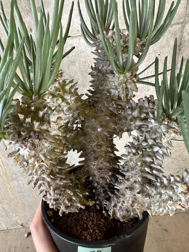 【現品限り】チレコドン・ワリチー 発根済み【B87】 Tylecodon wallichii