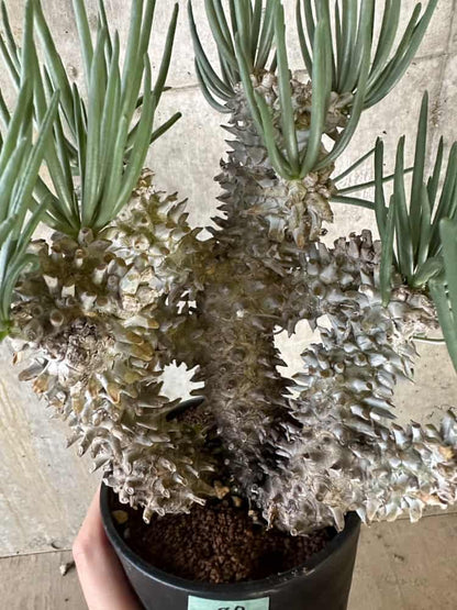 【現品限り】チレコドン・ワリチー 発根済み【B87】 Tylecodon wallichii