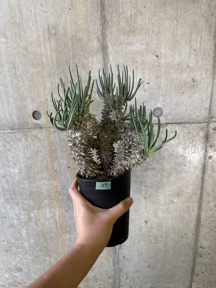 【現品限り】チレコドン・ワリチー 発根済み【B87】 Tylecodon wallichii