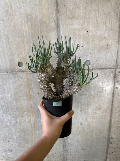 【現品限り】チレコドン・ワリチー 発根済み【B87】 Tylecodon wallichii