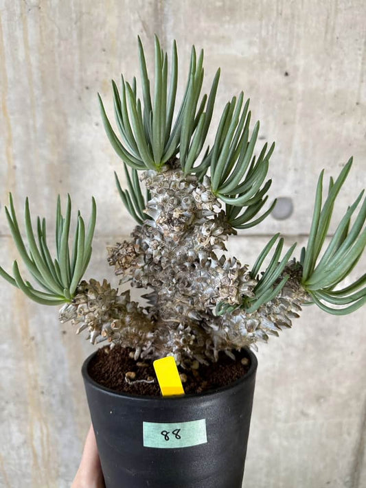 【現品限り】チレコドン・ワリチー 発根済み【B88】 Tylecodon wallichii