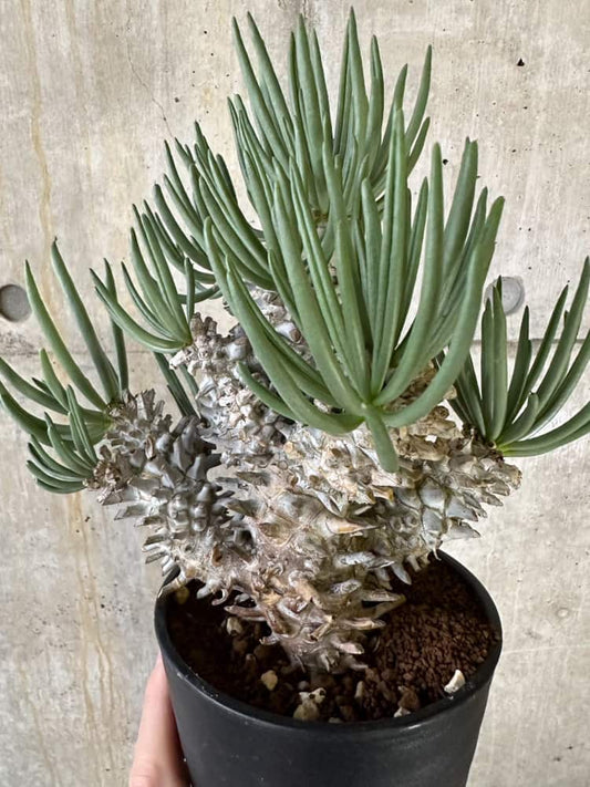 【現品限り】チレコドン・ワリチー 発根済み【B88】 Tylecodon wallichii