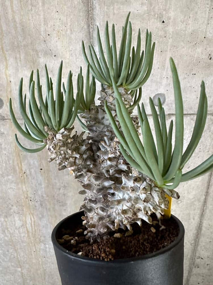 【現品限り】チレコドン・ワリチー 発根済み【B88】 Tylecodon wallichii