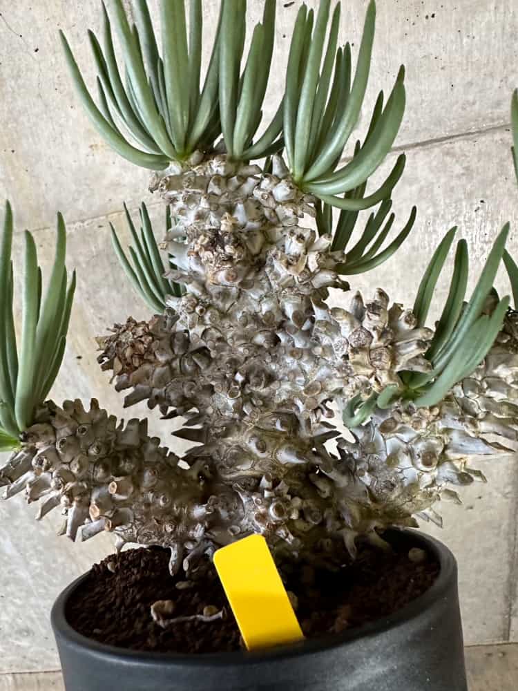 【現品限り】チレコドン・ワリチー 発根済み【B88】 Tylecodon wallichii