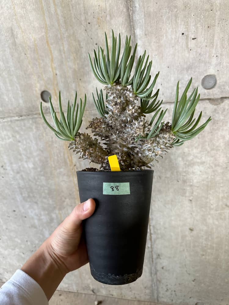 【現品限り】チレコドン・ワリチー 発根済み【B88】 Tylecodon wallichii