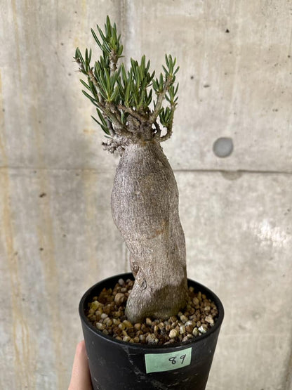 【現品限り】パキポディウム・ビスピノーサム 2年以上管理 発根済み【B89】 Pachypodium bispinosum