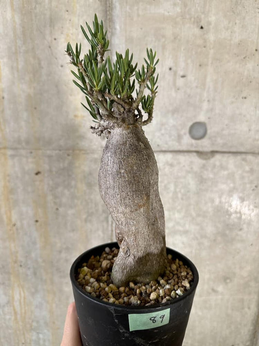 【現品限り】パキポディウム・ビスピノーサム 2年以上管理 発根済み【B89】 Pachypodium bispinosum