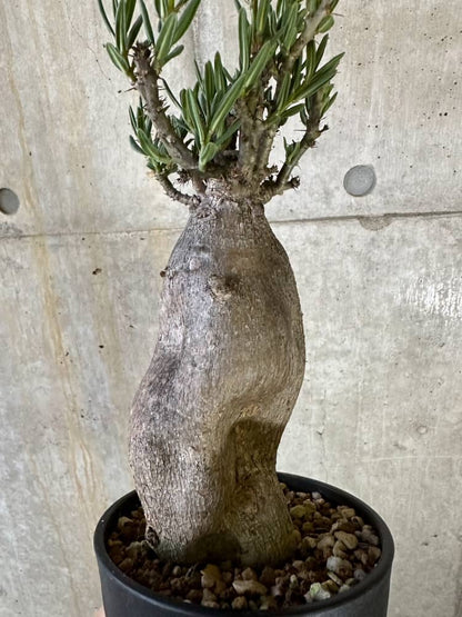 【現品限り】パキポディウム・ビスピノーサム 2年以上管理 発根済み【B89】 Pachypodium bispinosum
