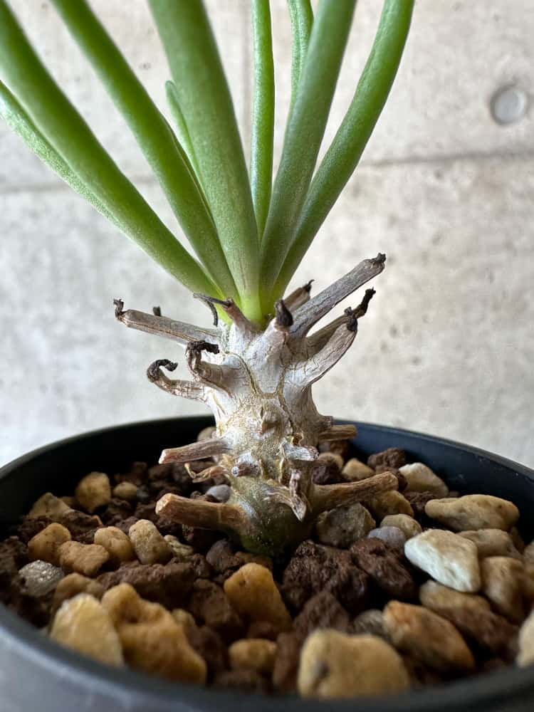 現品限り】チレコドン・ワリチー【B8】 Tylecodon wallichii 塊根植物