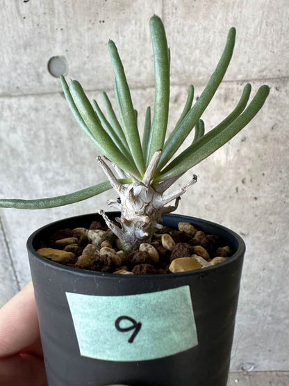 【現品限り】チレコドン・ワリチー【B9】 Tylecodon wallichii