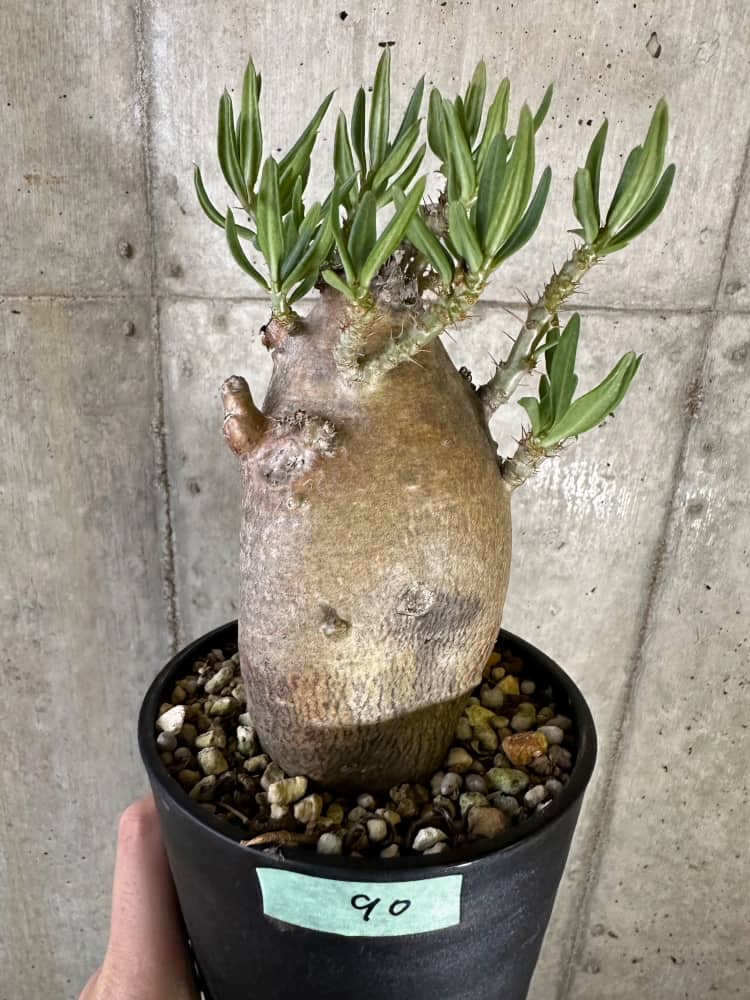 【現品限り】パキポディウム・ビスピノーサム 2年以上管理 発根済み【B90】 Pachypodium bispinosum