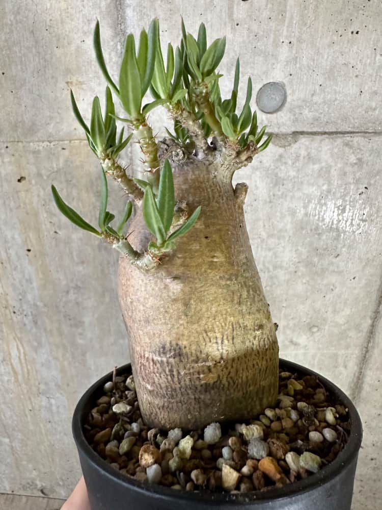 【現品限り】パキポディウム・ビスピノーサム 2年以上管理 発根済み【B90】 Pachypodium bispinosum