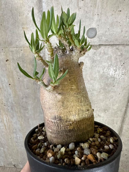 【現品限り】パキポディウム・ビスピノーサム 2年以上管理 発根済み【B90】 Pachypodium bispinosum