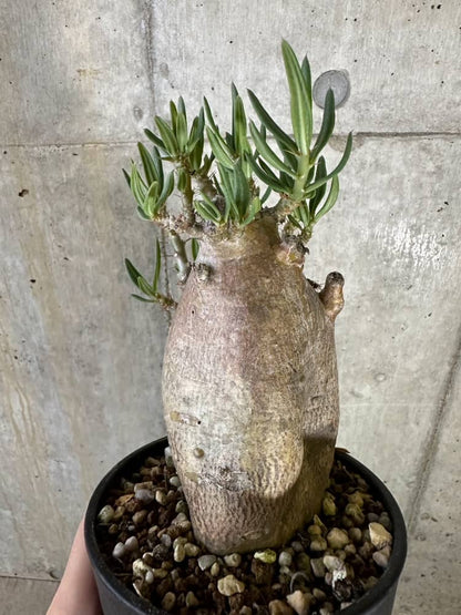 【現品限り】パキポディウム・ビスピノーサム 2年以上管理 発根済み【B90】 Pachypodium bispinosum