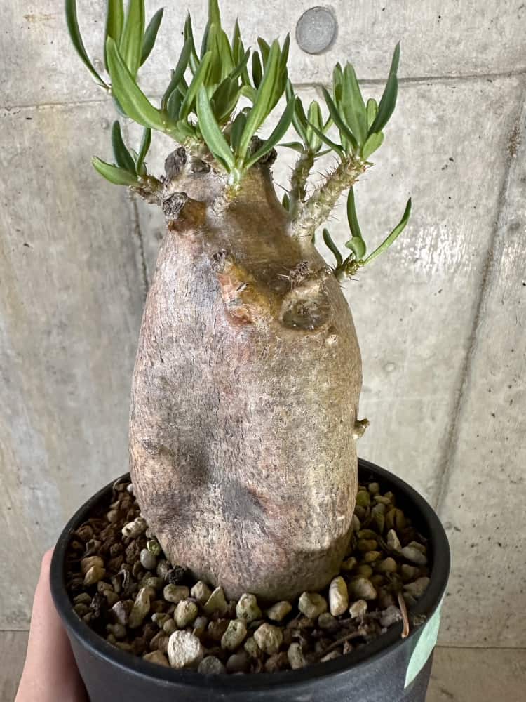 【現品限り】パキポディウム・ビスピノーサム 2年以上管理 発根済み【B90】 Pachypodium bispinosum