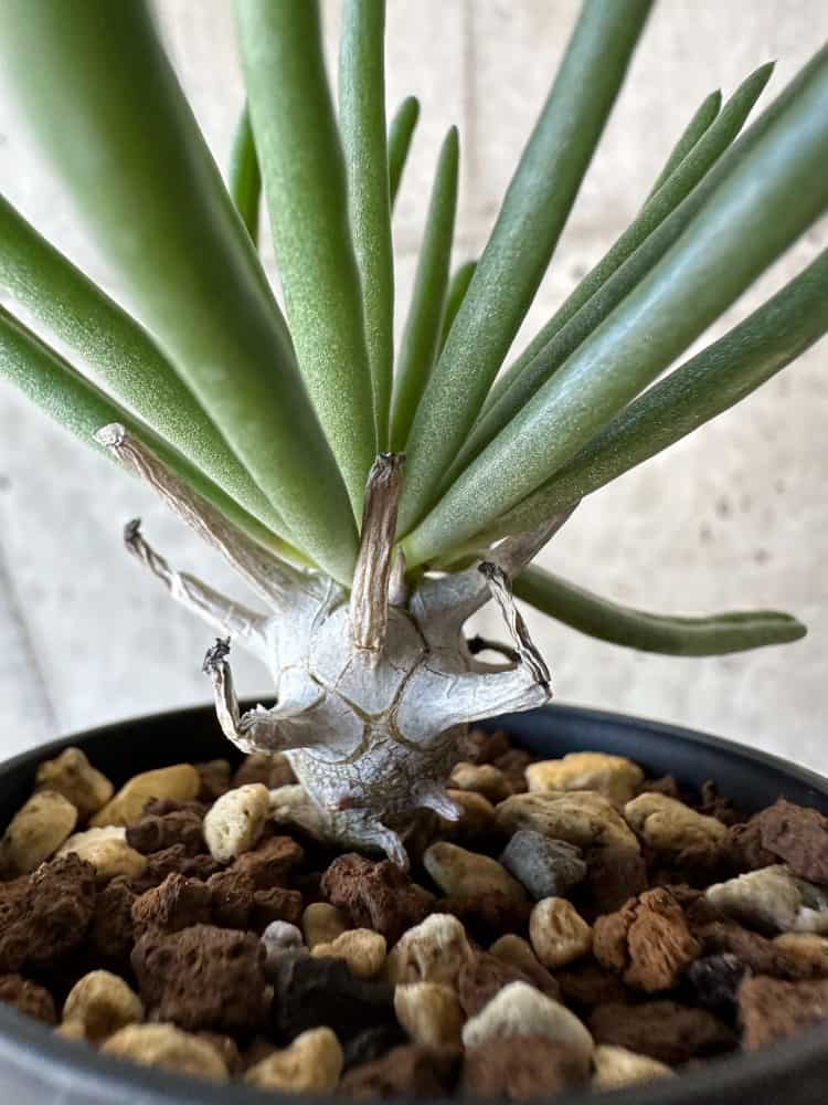 【現品限り】チレコドン・ワリチー【B9】 Tylecodon wallichii