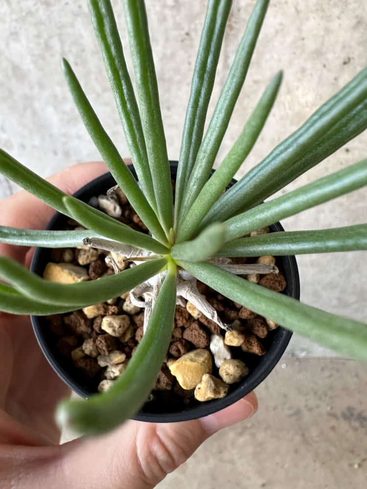 【現品限り】チレコドン・ワリチー【B9】 Tylecodon wallichii