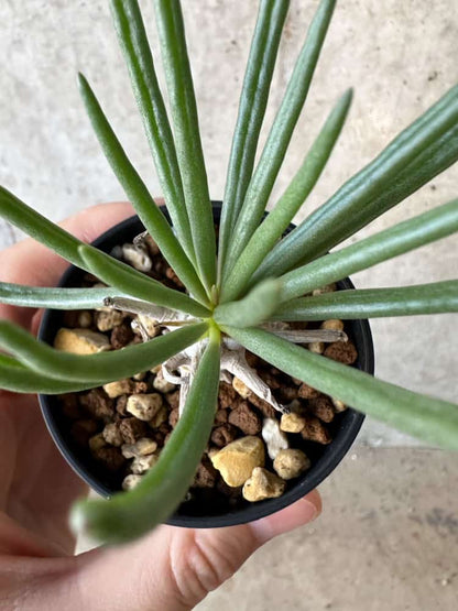 【現品限り】チレコドン・ワリチー【B9】 Tylecodon wallichii