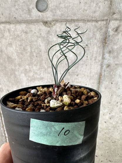 【現品限り】ゲチリス・ベルティシラータ【C10】 Gethyllis verticillata