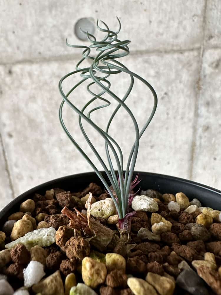 【現品限り】ゲチリス・ベルティシラータ【C10】 Gethyllis verticillata