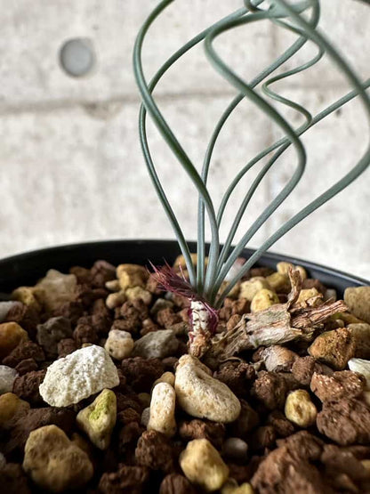 【現品限り】ゲチリス・ベルティシラータ【C10】 Gethyllis verticillata