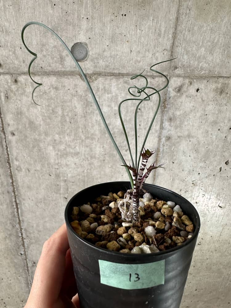 【現品限り】Gethyllis cavidens【C13】 Gethyllis cavidens