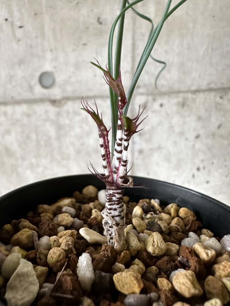 【現品限り】Gethyllis cavidens【C13】 Gethyllis cavidens