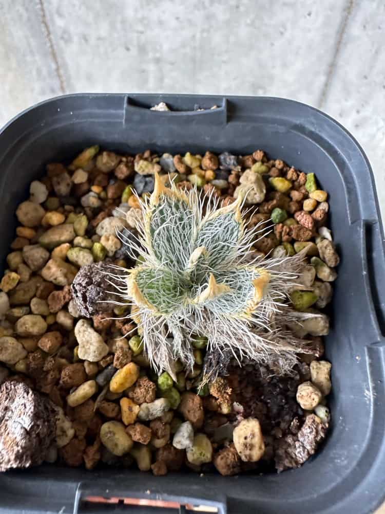 【現品限り】ゲチリス・セトーサ 3年管理 現地球 葉展開し始め【C14】 Gethyllis setosa