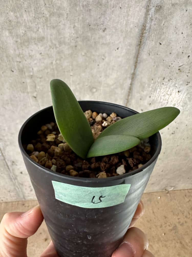 【現品限り】ブルンスヴィギア・プルクラ【C15】 Brunsvigia pulchra