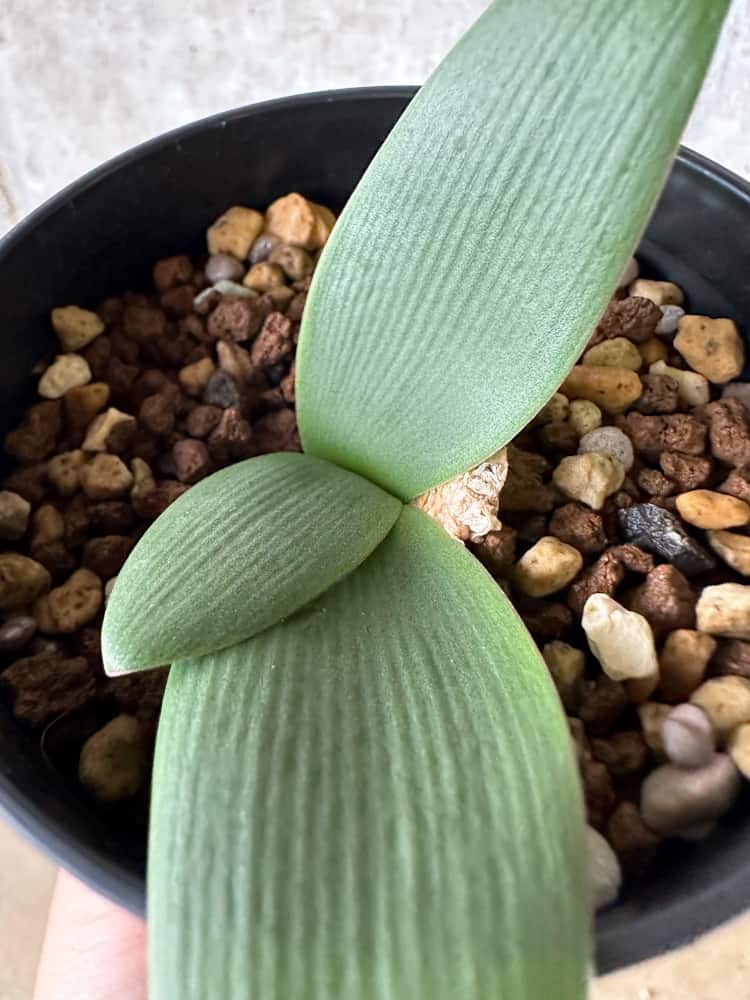 【現品限り】ブルンスヴィギア・プルクラ【C15】 Brunsvigia pulchra