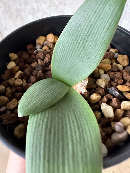 【現品限り】ブルンスヴィギア・プルクラ【C15】 Brunsvigia pulchra