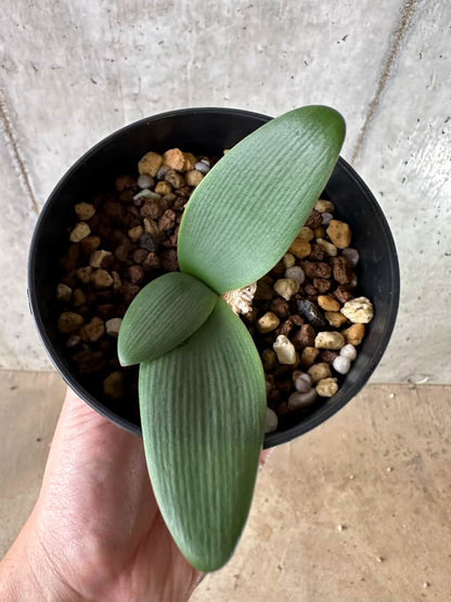 【現品限り】ブルンスヴィギア・プルクラ【C15】 Brunsvigia pulchra