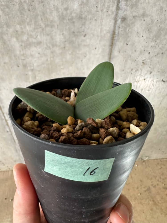 【現品限り】ブルンスヴィギア・プルクラ【C16】 Brunsvigia pulchra