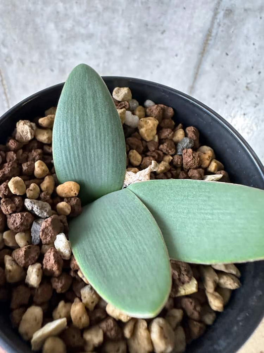 【現品限り】ブルンスヴィギア・プルクラ【C16】 Brunsvigia pulchra