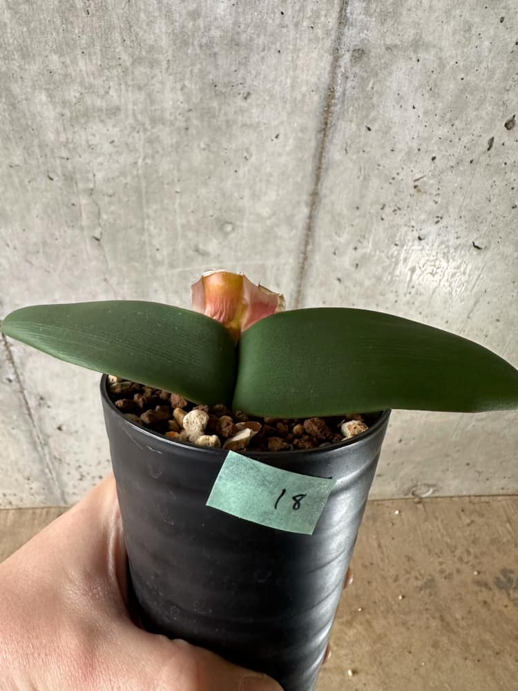 【現品限り】ブルンスビギア・ボスマニアエ【C18】 Brunsvigia bosmaniae