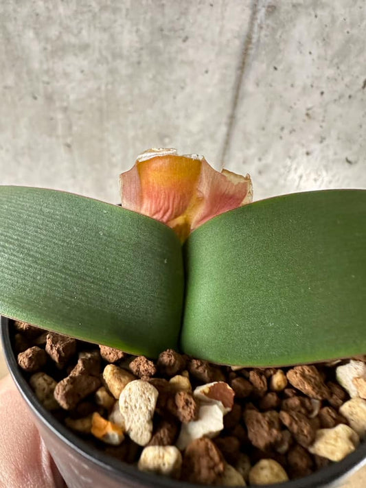 【現品限り】ブルンスビギア・ボスマニアエ【C18】 Brunsvigia bosmaniae