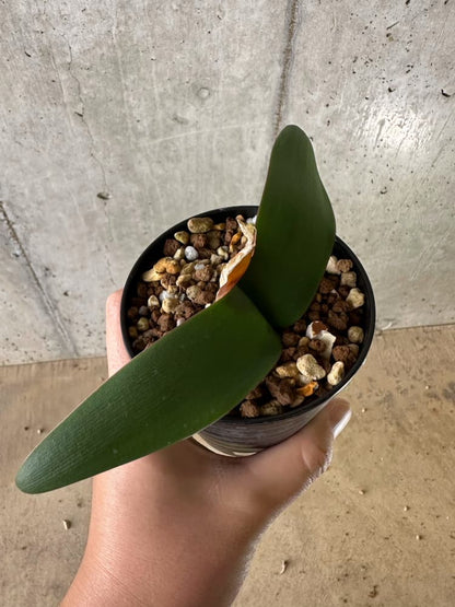 【現品限り】ブルンスビギア・ボスマニアエ【C18】 Brunsvigia bosmaniae